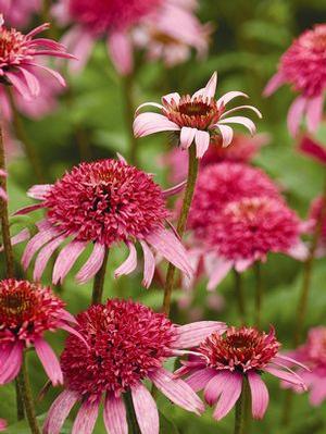 Echinacea purpurea 'Pink Double Delight' Coneflower from Moose Crossing Garden Center