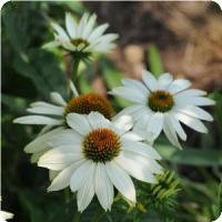 Echinacea purpurea 'Pow Wow White' Coneflower from Moose Crossing Garden Center
