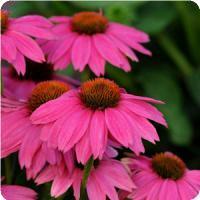 Echinacea purpurea 'Pow Wow Wild Berry' Coneflower from Moose Crossing Garden Center