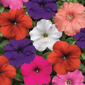 Petunia Petunia from Moose Crossing Garden Center