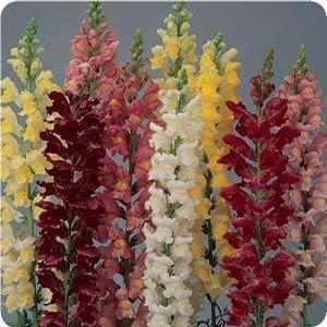 Snapdragons Snapdragons from Moose Crossing Garden Center
