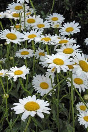 Shasta Daisy