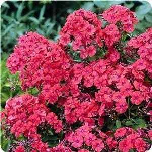 Phlox paniculata 'Orange Perfection' Tall Garden Phlox from Moose