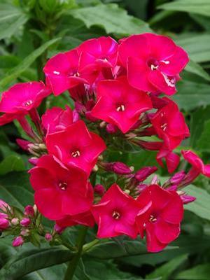 Phlox paniculata 'Flame Red' Dwarf Garden Phlox from Moose Crossing