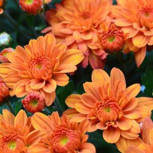 Garden Mum