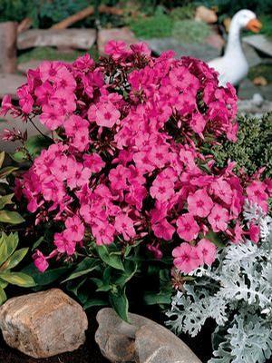 Phlox paniculata 'Flame Pink' Dwarf Garden Phlox from Moose Crossing