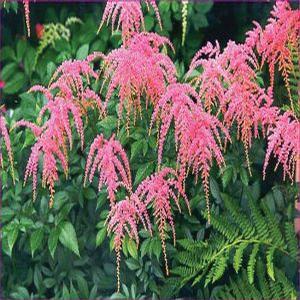 Plant Profile for Astilbe thunbergii 'Prof. van der Wielen' - Tall Japanese  Astilbe Perennial