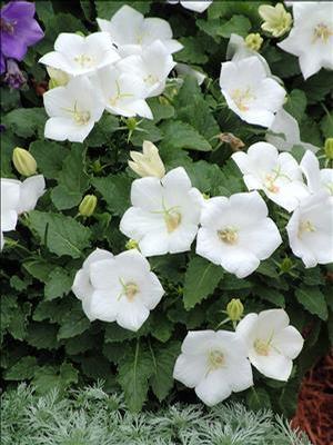 Pack x6 Campanula Carpatica 'White Clips' Perennial Plug Plants 