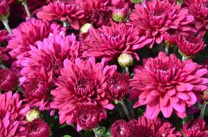 Garden Mum