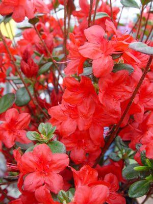 Evergreen Azalea