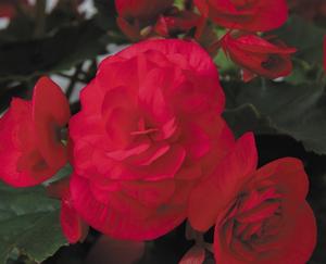 begonia solenia horticulture