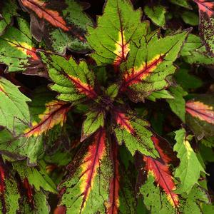 Coleus ‘Special Effects’ Coleus from Moose Crossing Garden Center