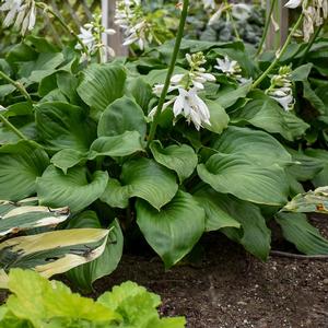 Hosta hybrid 'Royal Crest' Hosta from Moose Crossing Garden Center