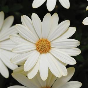 Osteospermum ecklonis 'Voltage White' African Daisy from Moose Crossing ...