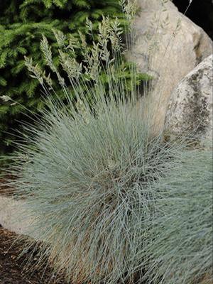 Blue Fescue