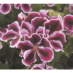 Geranium Regal 'Elegance Imperial' Martha Washington Geranium from ...