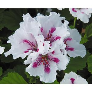 Geranium Regal 'Elegance Royalty White' Martha Washington Geranium from ...