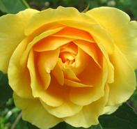 Rosa 'Graham Thomas' English Rose-David Austin from Moose Crossing Garden Center