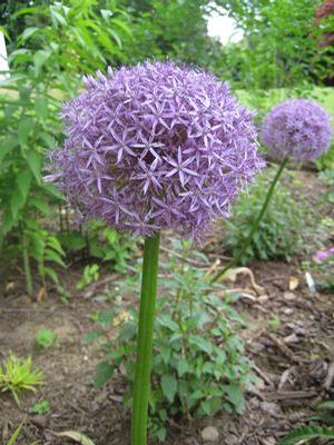 Flowering onion