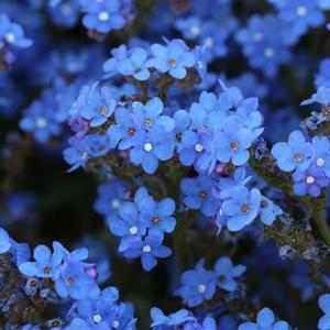 Graines Buglosse Du Cap Blue Angel - 400 Graines Anchusa Capensis - Fleurs Bleu Intense Mellifères