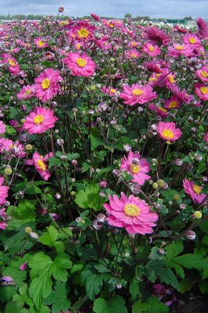 Japanese Anenome