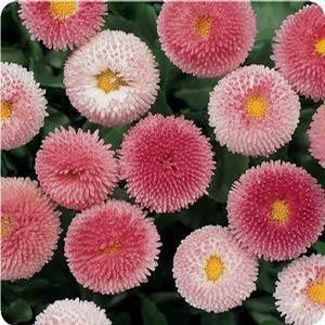 Bellissima™ Rose English Daisy