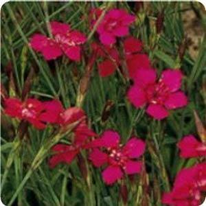 Dianthus 'Flashing Maiden from Moose Crossing Garden Center