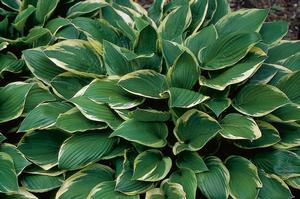 Hosta