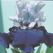 Iris germanica 'Best Bet' Iris germanica 'Best Bet'