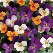 Viola Viola