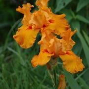 Iris germanica 'Firebreather' Iris germanica 'Firebreather'