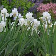 Iris germanica 'Immortality' Iris germanica 'Immortality'
