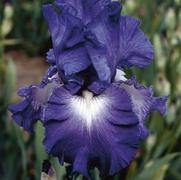 Iris germanica 'Speeding Again' Iris germanica 'Speeding Again'