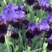 Iris germanica 'Violet Turner' Iris germanica 'Violet Turner'