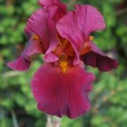 Iris germanica 'War Chief' Iris germanica 'War Chief'