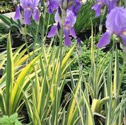 Iris pallida 'Aureovariegata Yellow' Iris pallida 'Aureovariegata Yellow'