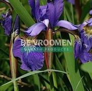 Iris siberica 'Blue King' Iris siberica 'Blue King'