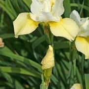 Iris siberica 'Butter and Sugar'