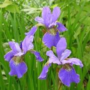Iris siberica 'Caesar's Brother' Iris siberica 'Caesar's Brother'