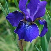 Iris siberica 'Silver Edge' Iris siberica 'Silver Edge'