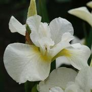 Iris siberica 'Snow Queen' Iris siberica 'Snow Queen'