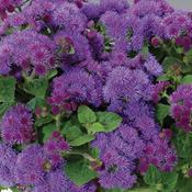 Ageratum hybrid 'Artist Blue' Ageratum hybrid 'Artist Blue'