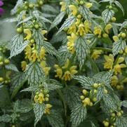 Lamium galeobdolon 'Herman's Pride' Lamium galeobdolon 'Herman's Pride'