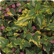 Lamium maculatum 'Anne Greenway'