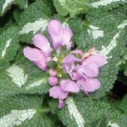 Lamium maculatum 'Chequers'