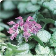 Lamium maculatum 'Red Nancy' Lamium maculatum 'Red Nancy'