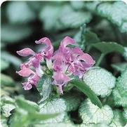 Lamium maculatum 'Red Nancy'