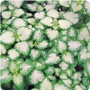 Lamium maculatum 'White Nancy' Lamium maculatum 'White Nancy'