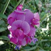 Lathyrus latifolius 'Mix'