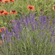 Lavandula angustifolia 'Hidcote Blue'